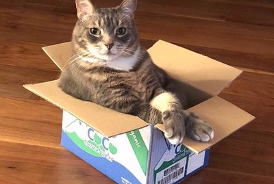 19 Cats All Cozied Up Inside Boxes
