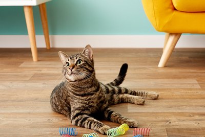 Cuteness Picks: 7 Super Simple Toys For The Discerning Cat
