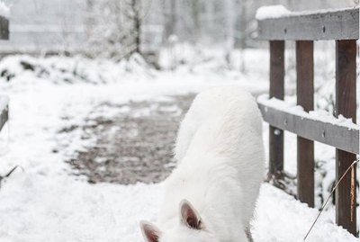Just 18 Dogs Enjoying Playtime In The Snow