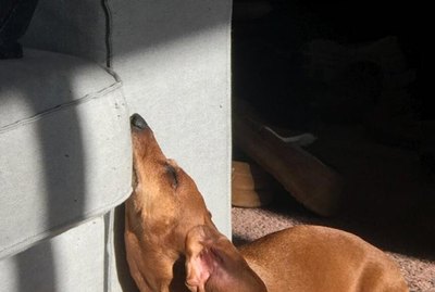 18 Magnificent Dogs To Brighten Your Day