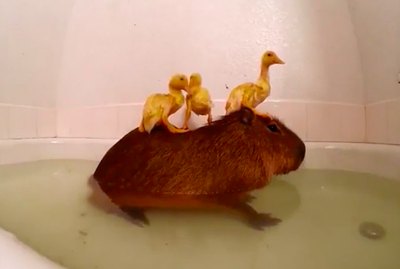 23 Animal GIFs That Are Too Cute To Miss