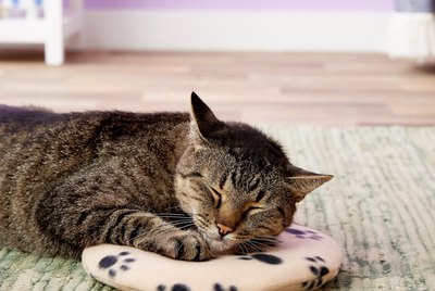 Cuteness Picks: 7 Pet Products To Ring In The New Year