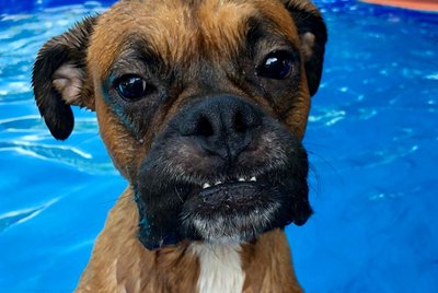 20 of the Best Boxer Dogs on the Internet