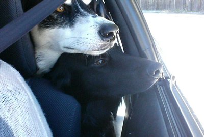 20 Dogs Chilling Out In Cars