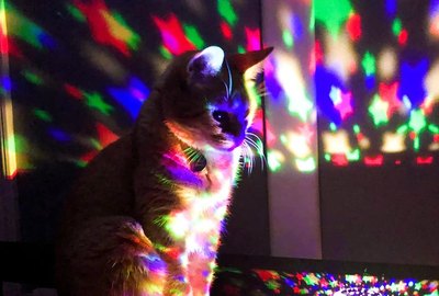 22 More Of The Coolest Pet Names We Saw On Social Media This Month