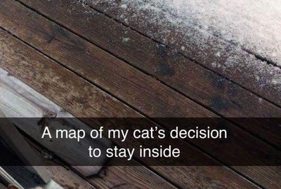 Just 22 Cats Reacting to Snow