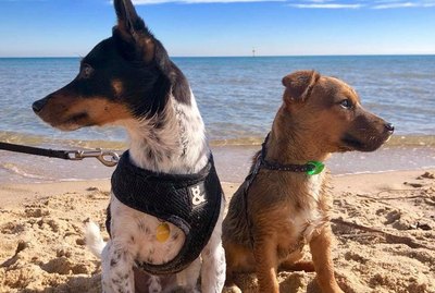 21 Pets With Totally Fire Album Covers