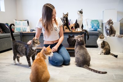 How The CatCafe Lounge Helps Undersocialized Cats Find Their Forever Homes