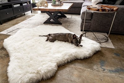 The 6 Best Beds For Senior Dogs