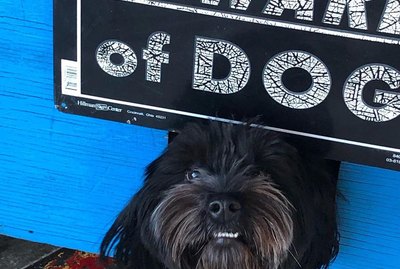 Beware These 18 Ferociously Cute Dogs