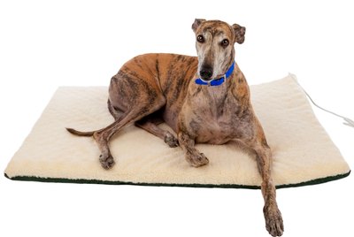 The 6 Best Beds For Senior Dogs