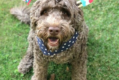 17 Dogs Who Are True Patriots
