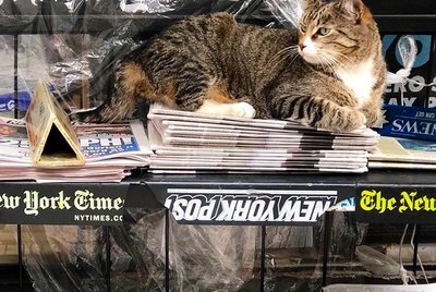 21 Hardworking Shop Cats