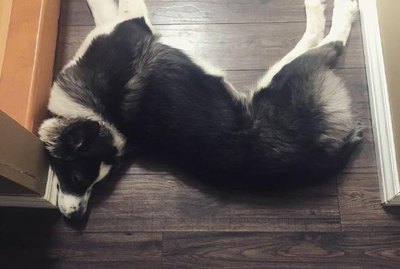 18 Pets With Spines Made Out of Rubber