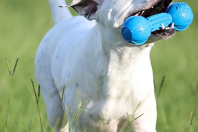 Cuteness Picks: 7 Hardy Dog Toys For Tough Chewers