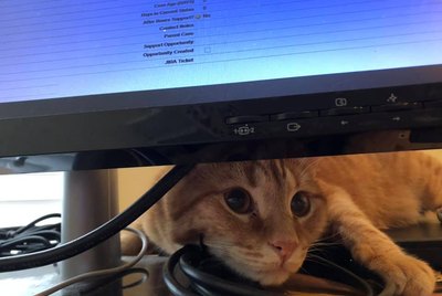17 Pets Who Absolutely Will Not Let You Get Any Work Done