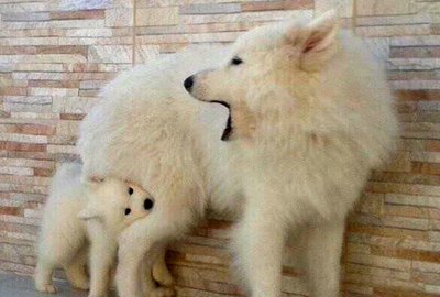 15 Incredibly Patient Dog Moms