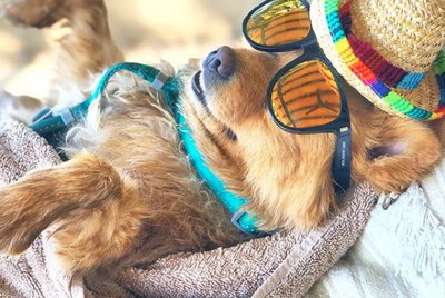 16 Dogs Living Their Best Lives on Vacation