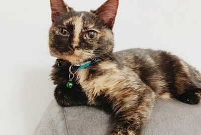 140 Tortoiseshell Cat Names