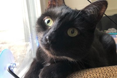 20 Photos That Prove Black Cats Are Magic