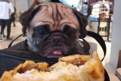 17 Dogs Gazing Longingly At Food
