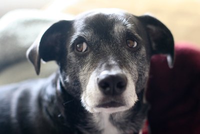 What Does It Mean When Your Dog Gives You "Whale Eye"?