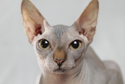 145 Names for Hairless Cats