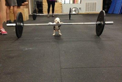 Just 19 Cute Dogs Being Super Duper Cute