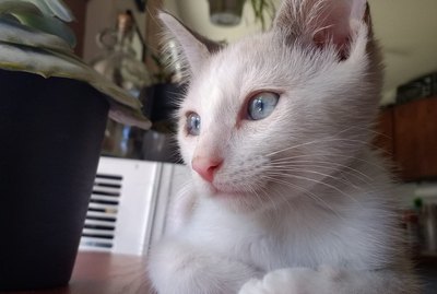 26 of Your Cutest Baby Pet Pics