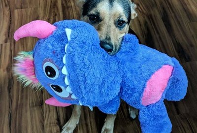 17 Dogs With Their Absolute Favorite Toys