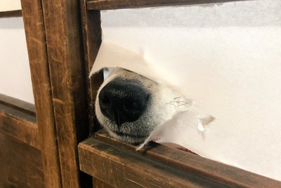 16 Super Boopable Dog Noses