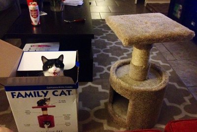 19 Totally Ungrateful Cats