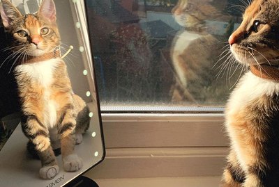 People Are Sharing Their Favorite Cat Pictures & It's Too Pure