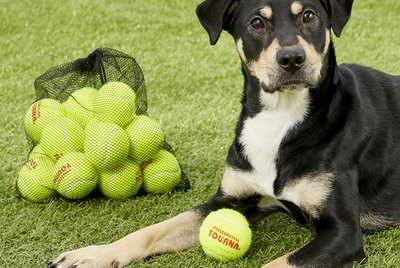 Cuteness Picks: The 8 Best Dog Toys For Outdoor Play