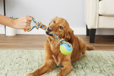 Cuteness Picks: 7 Rope & Tug Toys For High Key Chewers & Chompers