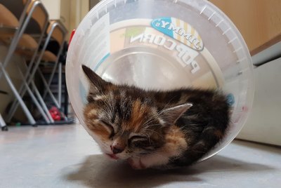 20 Kittens Who Have Only Had 12 Hours of Sleep Today