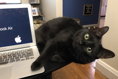 33 Pets Keeping You Company While You Work From Home
