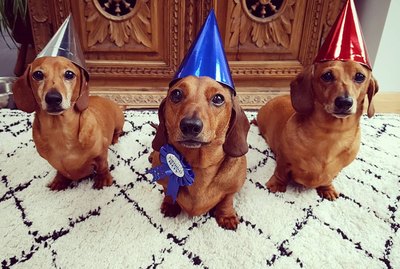 20 Dogs (And 1 Cat) Rocking Sweet As Heck Party Hats