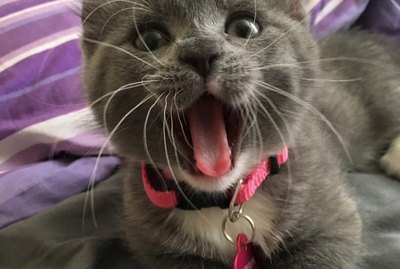 136 Punny Cat Names