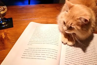 Professors Are Sharing Photos of Their Pets & It Is A++++