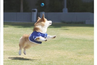 21 Dogs Who Don't Understand Fetch