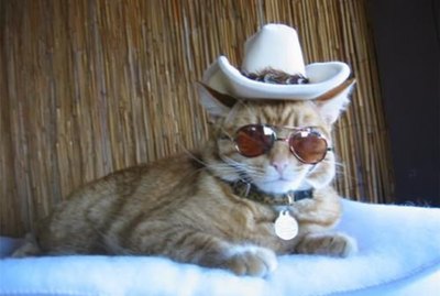 221 Southern Cat Names