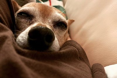 16 Dogs Just Doing Their Best in These Weird Times
