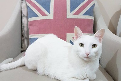 202 British Cat Names