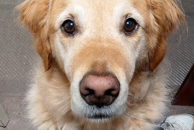 50 Faces Dog Owners Can't Say No To