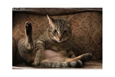 17 Of The Funniest Cats and Dogs On Twitter, And Some Ducks Too