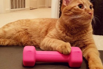 188 Strong Cat Names