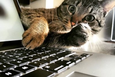 230 Spunky Cat Names