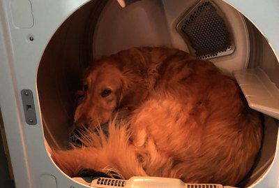 16 Pets Staying Cozy at Home