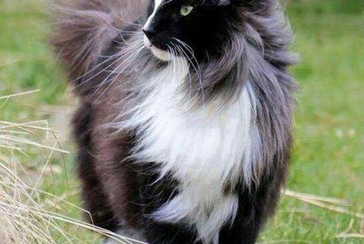 221 Majestic Cat Names